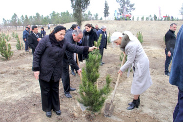 “Şəhərsalma və Memarlıq İli” çərçivəsində ağacəkmə aksiyası keçirilib