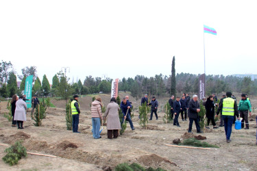 “Şəhərsalma və Memarlıq İli” çərçivəsində ağacəkmə aksiyası keçirilib