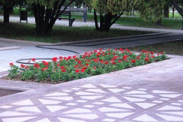 Naftalanda növbəti ağacəkmə aksiyası keçirilib