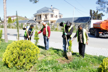 Tree planting and landscaping are underway in Naftalan