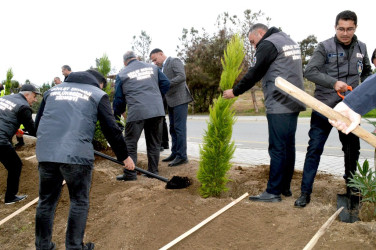 A tree planting action was held in Naftalan