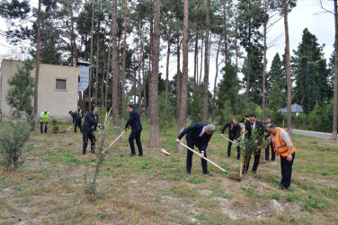 Naftalanda ağacəkmə aksiyası keçirilib