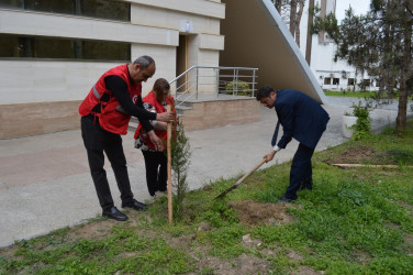 Beynəlxalq Qızıl Xaç və Qızıl Aypara Hərəkatı Günü münasibətilə ağacəkmə aksiyası keçirilib
