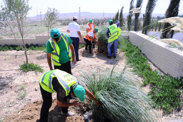 Green spaces are laid within the framework of the Year of solidarity for the sake of the Green World