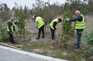 Naftalanda ağac və gül kolları əkilib