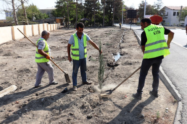 Naftalanda ağacəkmə aksiyası keçirildi