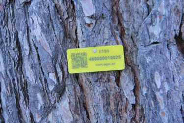 Naftalanda yaşıllıqlar inventarlaşdırılır