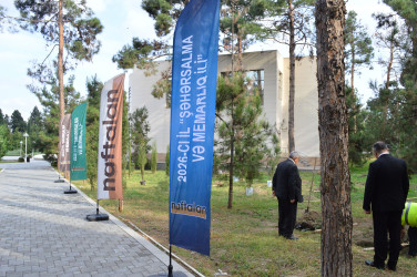 Naftalanda ağacəkmə aksiyası keçirilib