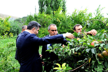 “Qaşaltı Bağları" was inspected