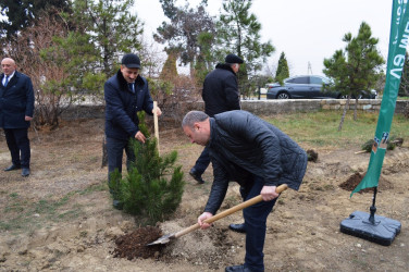 “Şəhərsalma və Memarlıq İli” çərçivəsində ağacəkmə aksiyası keçirilib