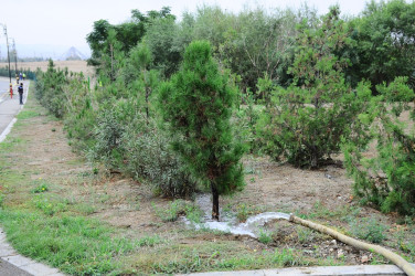 A tree planting action was held in Naftalan