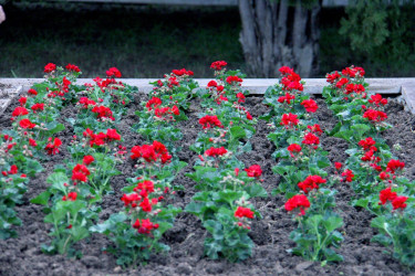 Naftalanda növbəti ağacəkmə aksiyası keçirilib