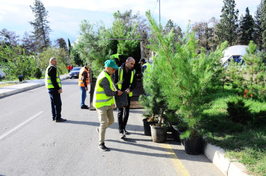 A tree planting action was held in Naftalan