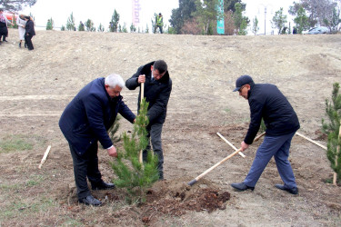 “Şəhərsalma və Memarlıq İli” çərçivəsində ağacəkmə aksiyası keçirilib