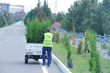 Tree planting and landscaping are underway in Naftalan