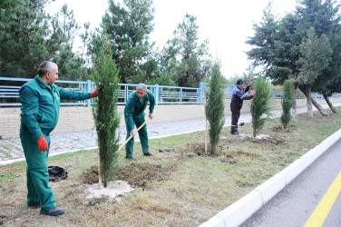 Проведена акция по посадке деревьев