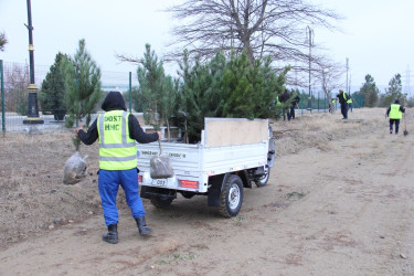 Naftalanda ağac və gül kolları əkilib