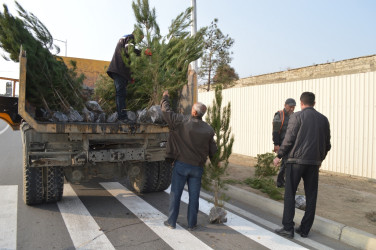 Naftalanda ağac və gül kolları əkilib