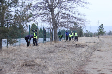 Naftalanda ağac və gül kolları əkilib