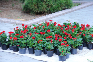 Naftalanda növbəti ağacəkmə aksiyası keçirilib