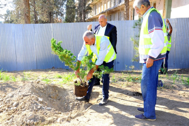 Naftalanda ağacəkmə aksiyası keçirildi