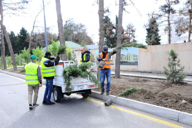 A tree planting action was held in Naftalan