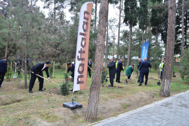 Naftalanda ağacəkmə aksiyası keçirilib