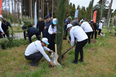 В рамках "Года Гейдара Алиева" была проведена очередная акция по посадке деревьев