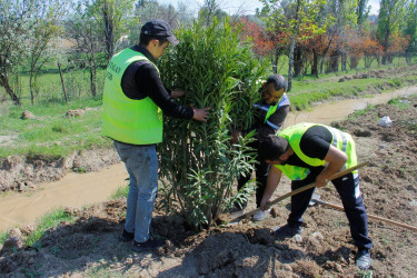 Tree planting and landscaping are underway in Naftalan