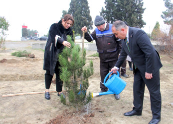 “Şəhərsalma və Memarlıq İli” çərçivəsində ağacəkmə aksiyası keçirilib