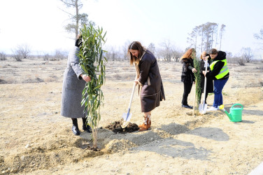 Another tree planting action was held within the framework of the "Year of solidarity for the green world"