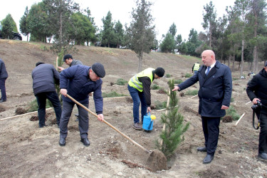 “Şəhərsalma və Memarlıq İli” çərçivəsində ağacəkmə aksiyası keçirilib