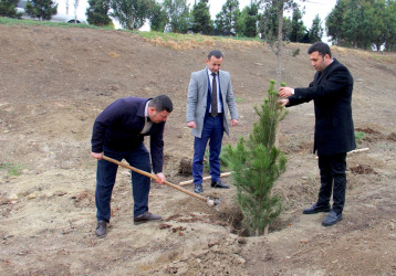 “Şəhərsalma və Memarlıq İli” çərçivəsində ağacəkmə aksiyası keçirilib