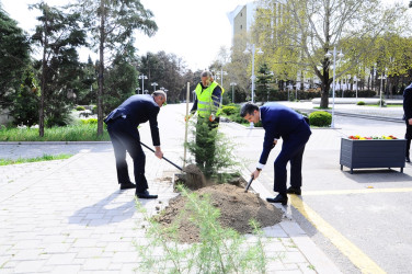 Tree planting action has become a tradition