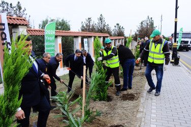 Naftalanda ağacəkmə aksiyası keçirilib