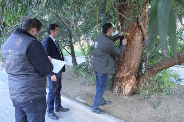 Green areas inventory in Naftalan
