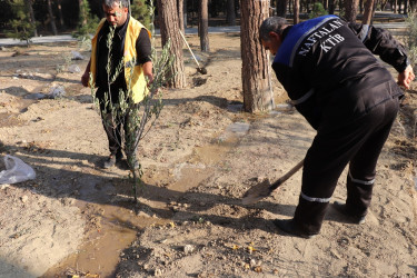 For the first time in the tree-planting action held in Naftalan, Adam apple (maclura) tree, adapted to local conditions, was planted