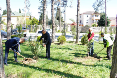 Naftalanda ağacəkmə və abadlıq işləri aparılır
