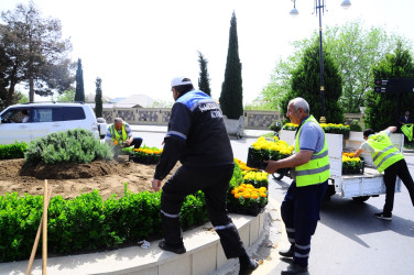 Yaşıllaşdırma işləri davam etdirilir