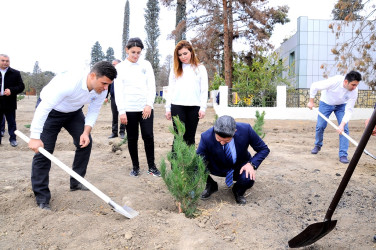 Naftalanda YAP ağacəkmə aksiyası keçirib