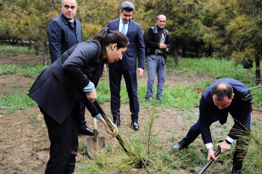 “Heydər Əliyev İli” çərçivəsində ağacəkmə aksiyası keçirilib