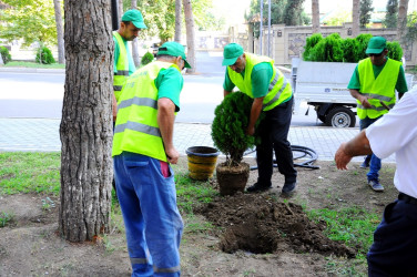 Naftalanda ağacəkmə aksiyası keçirildi