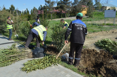 Tree planting and landscaping are underway in Naftalan