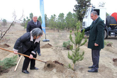 “Şəhərsalma və Memarlıq İli” çərçivəsində ağacəkmə aksiyası keçirilib