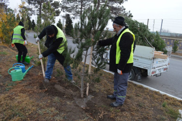Naftalanda ağac və gül kolları əkilib