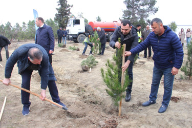 “Şəhərsalma və Memarlıq İli” çərçivəsində ağacəkmə aksiyası keçirilib