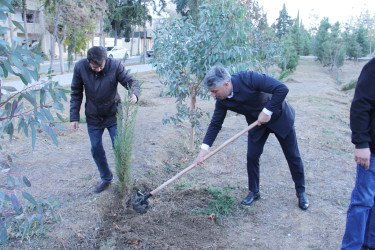 Another tree planting action was held in Naftalan