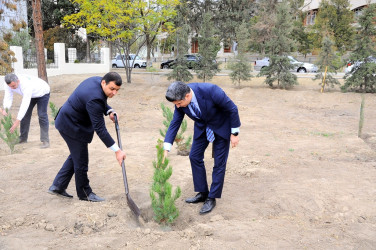 Naftalanda YAP ağacəkmə aksiyası keçirib