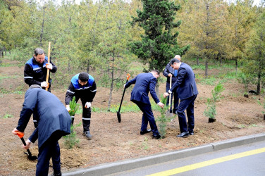 “Heydər Əliyev İli” çərçivəsində ağacəkmə aksiyası keçirilib