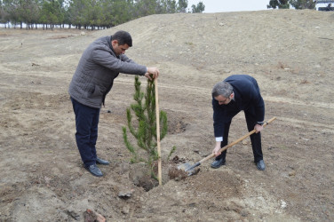 “Şəhərsalma və Memarlıq İli” çərçivəsində ağacəkmə aksiyası keçirilib